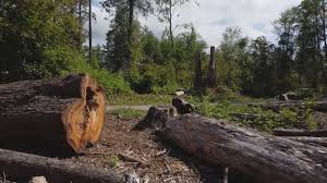 Best Tree Preservation Services  in Freeport, NY