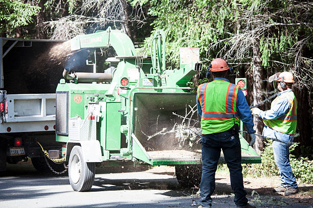 Trusted Freeport, NY Tree Care Experts